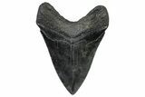 Fossil Megalodon Tooth - South Carolina #362459-1